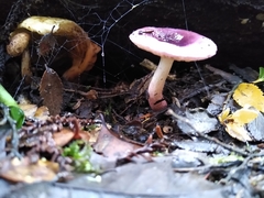 Russula nothofaginea