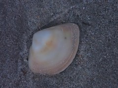 Austromactra rufescens