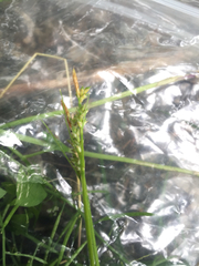 Carex communis