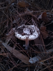 Amanita toxica