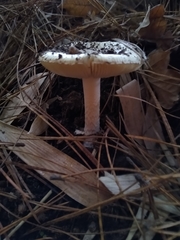 Amanita toxica