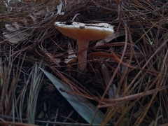 Amanita toxica