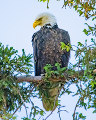 Haliaeetus leucocephalus