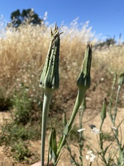 Tragopogon porrifolius