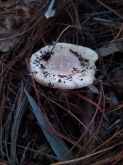 Amanita toxica