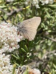 Satyrium auretorum fumosum