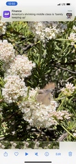 Satyrium auretorum fumosum