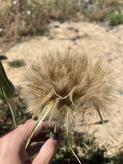 Tragopogon porrifolius