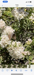 Satyrium auretorum fumosum