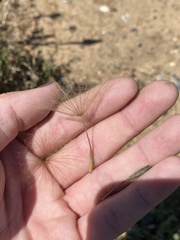 Tragopogon porrifolius