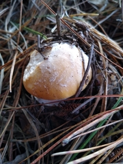 Amanita toxica