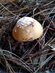 Amanita toxica