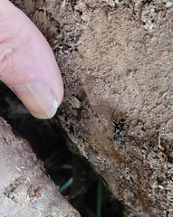 Neoclytus conjunctus