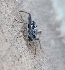 Neoclytus conjunctus