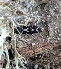 Neoclytus conjunctus