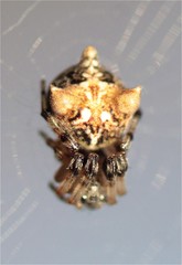 Cyclosa triquetra