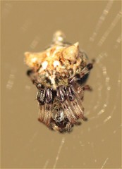 Cyclosa triquetra