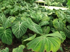 Image of Philodendron gloriosum