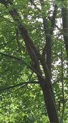 Dendrocopos major