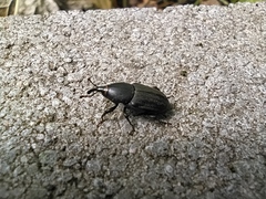 Sphenophorus striatopunctatus