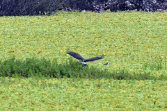 Rostrhamus sociabilis