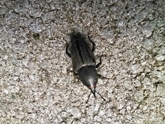 Sphenophorus striatopunctatus