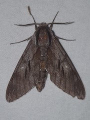 Sphinx maurorum