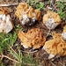 Gyromitra montana - Photo (c) timendez, some rights reserved (CC BY-NC), uploaded by timendez