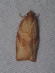 Clepsis siciliana