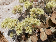 Eriogonum robustum