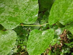 Reynoutria × bohemica