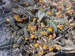 Pedicularis semibarbata
