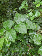 Reynoutria × bohemica