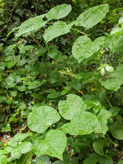 Reynoutria × bohemica