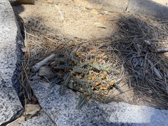 Pedicularis semibarbata