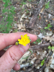 Pilosella caespitosa