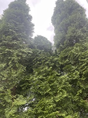 Chamaecyparis obtusa