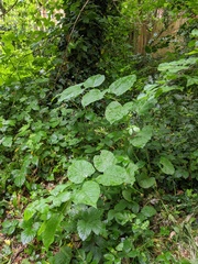 Reynoutria × bohemica