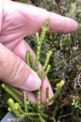 Veronica tetragona