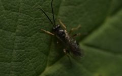 Limneriini