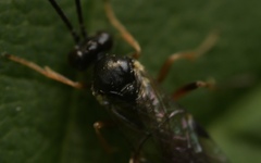 Limneriini