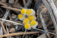 Eriophyllum pringlei