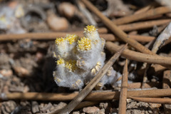 Eriophyllum pringlei