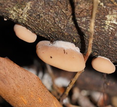 Lentinellus pulvinulus