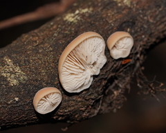 Lentinellus pulvinulus