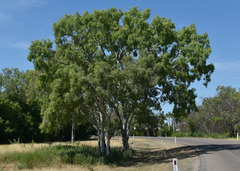 Corymbia bella