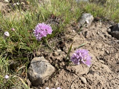 Allium douglasii