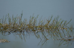 Pseudoraphis spinescens