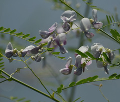 Sesbania erubescens