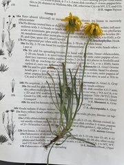 Erigeron linearis
